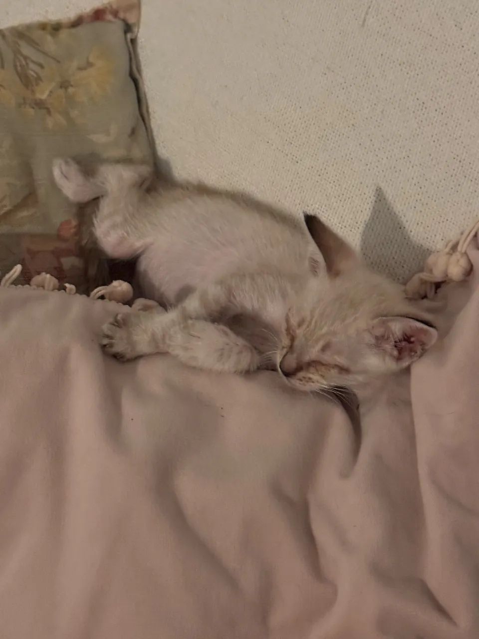 Gatinho  - Foto 4