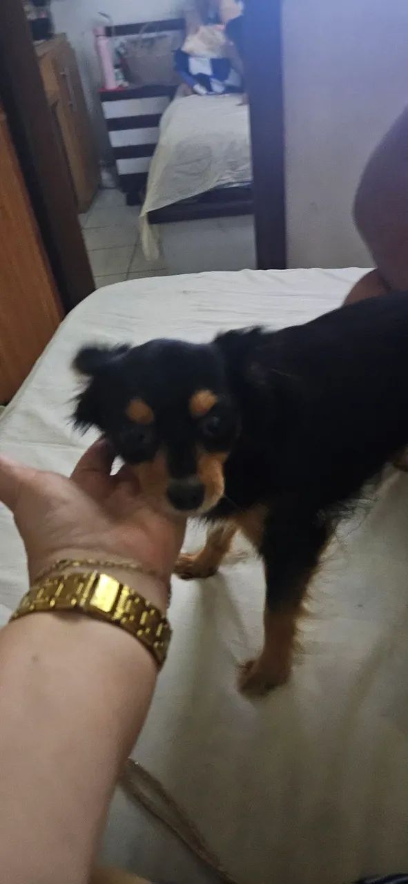 Chihuahua (namorar) - Foto 2