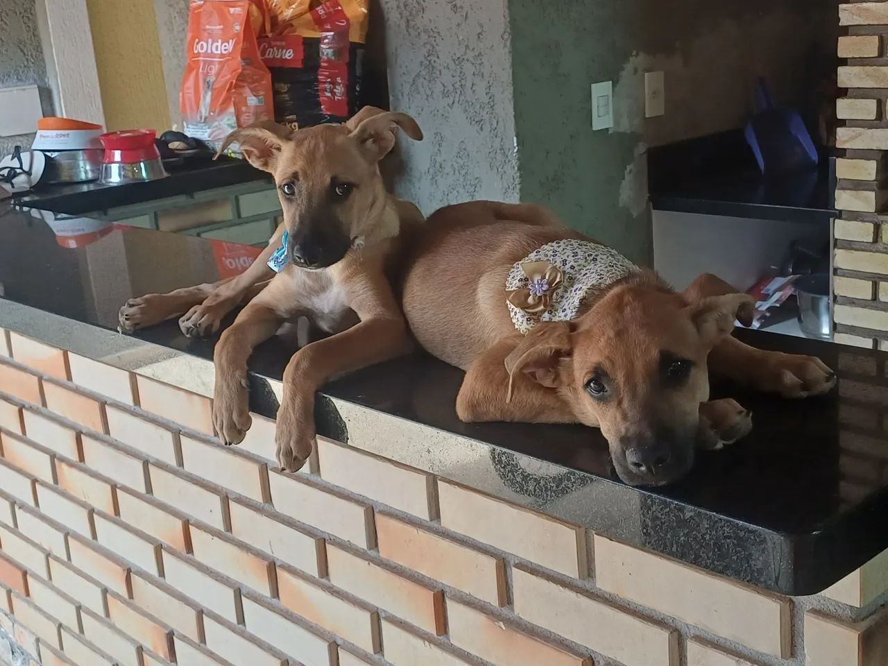 Adoção responsável com castração garantida  - Foto 4