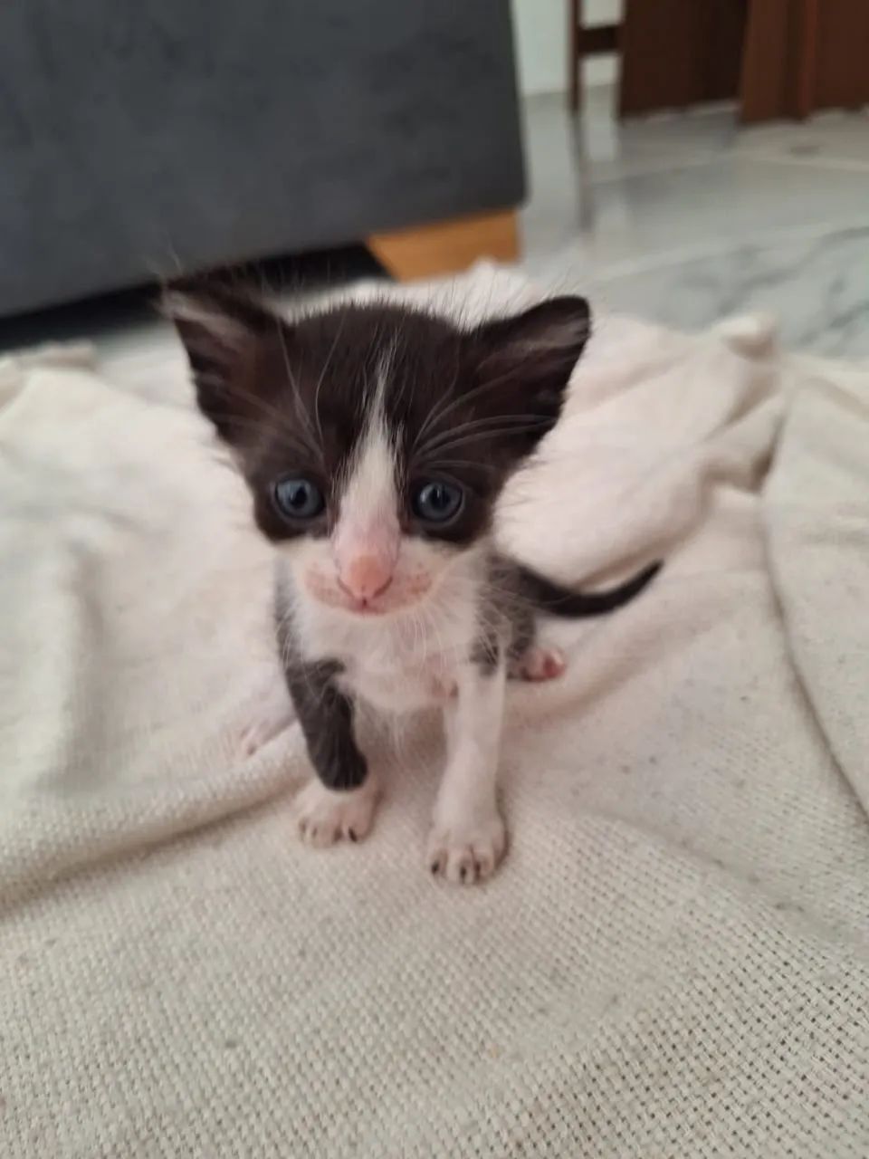 Doando gatinhos  - Foto 3