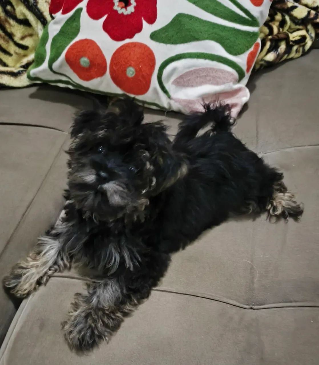 Yorkshire terrier mini 