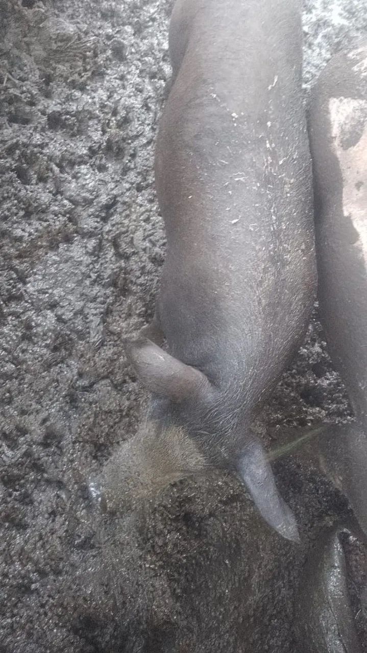 Vendo uma porca matriz pra criação Animal saudável  - Foto 2
