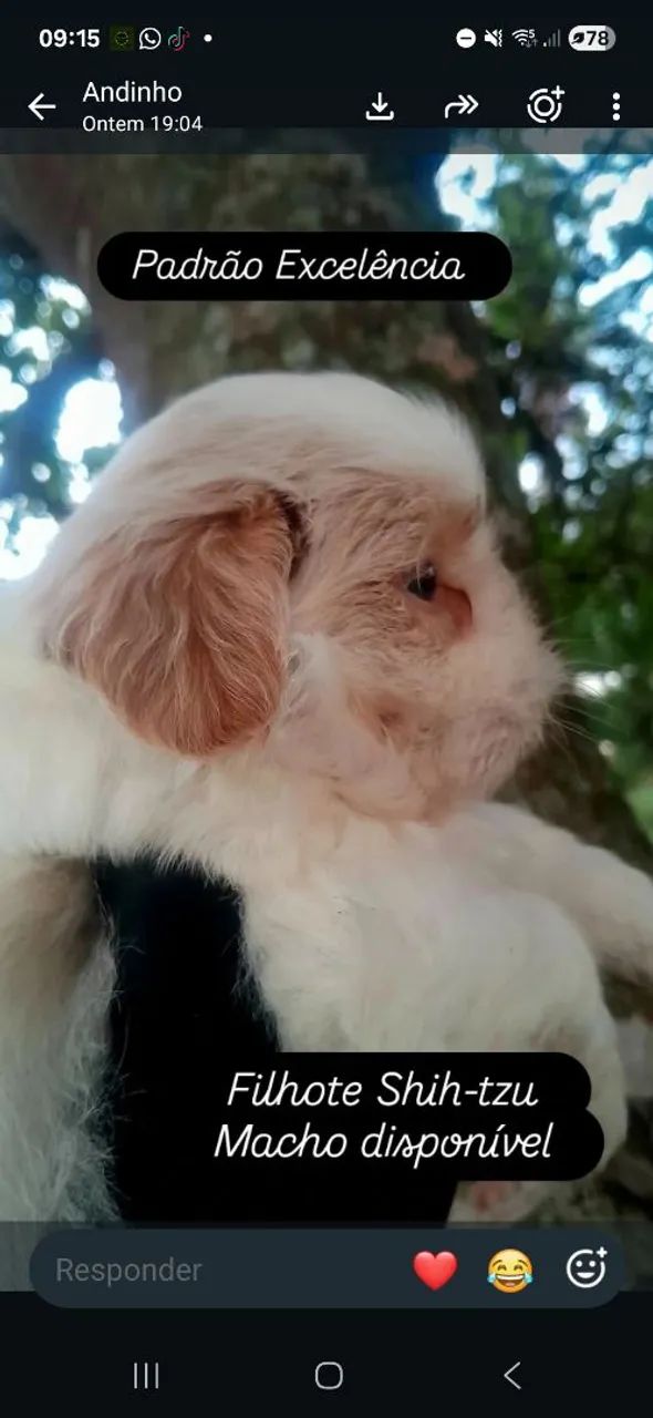 Cachorrinho Shih-tzu - Foto 4