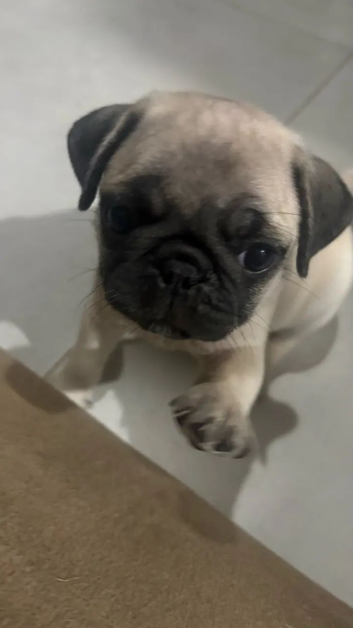 Pug - Foto 3