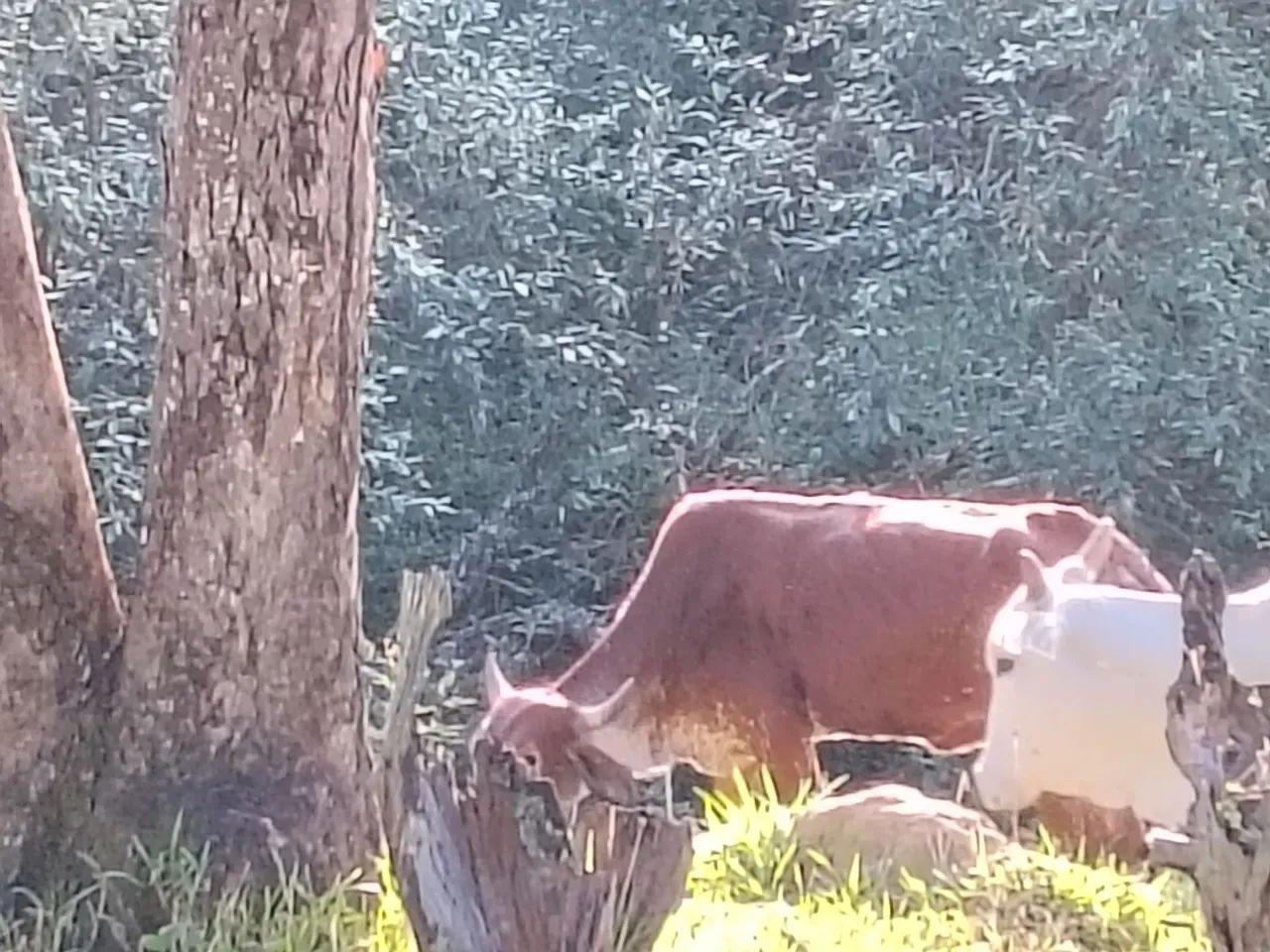 Vende novilha gir leiteiro!!! - Foto 4