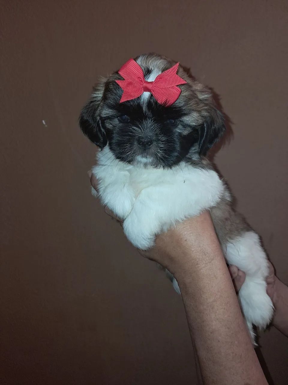 Cachorro shitzu  - Foto 4