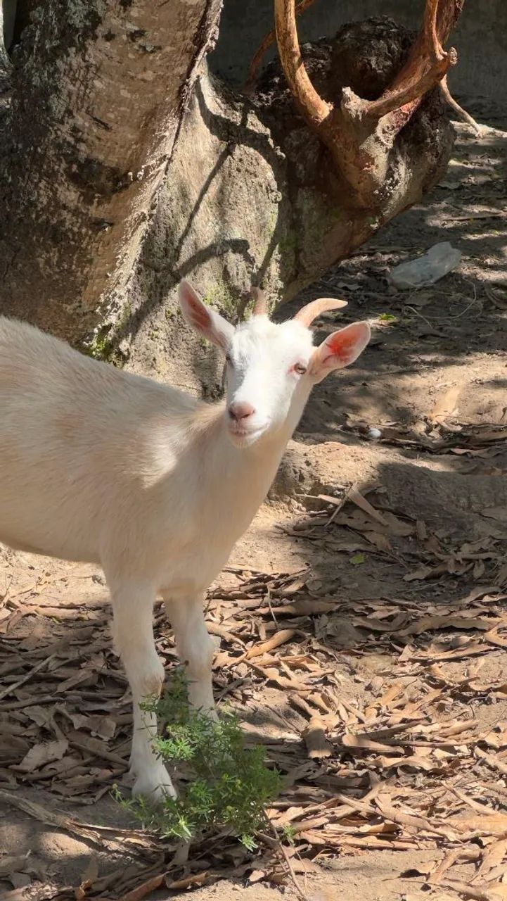 Procura um namorado  - Foto 2