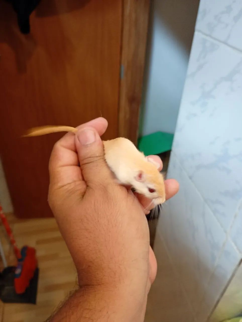 Vendo filhotes de gerbius  - Foto 4