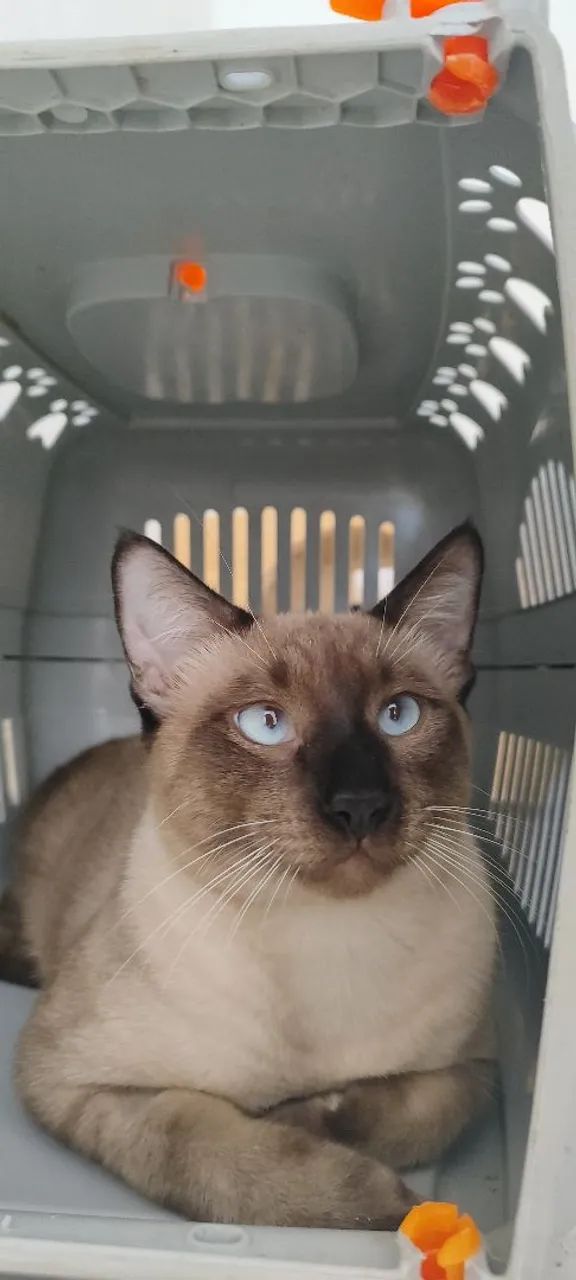 Gato siamês castrado - Foto 2