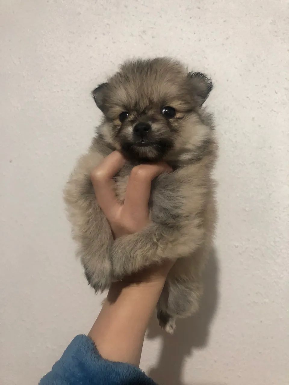 spitz macho