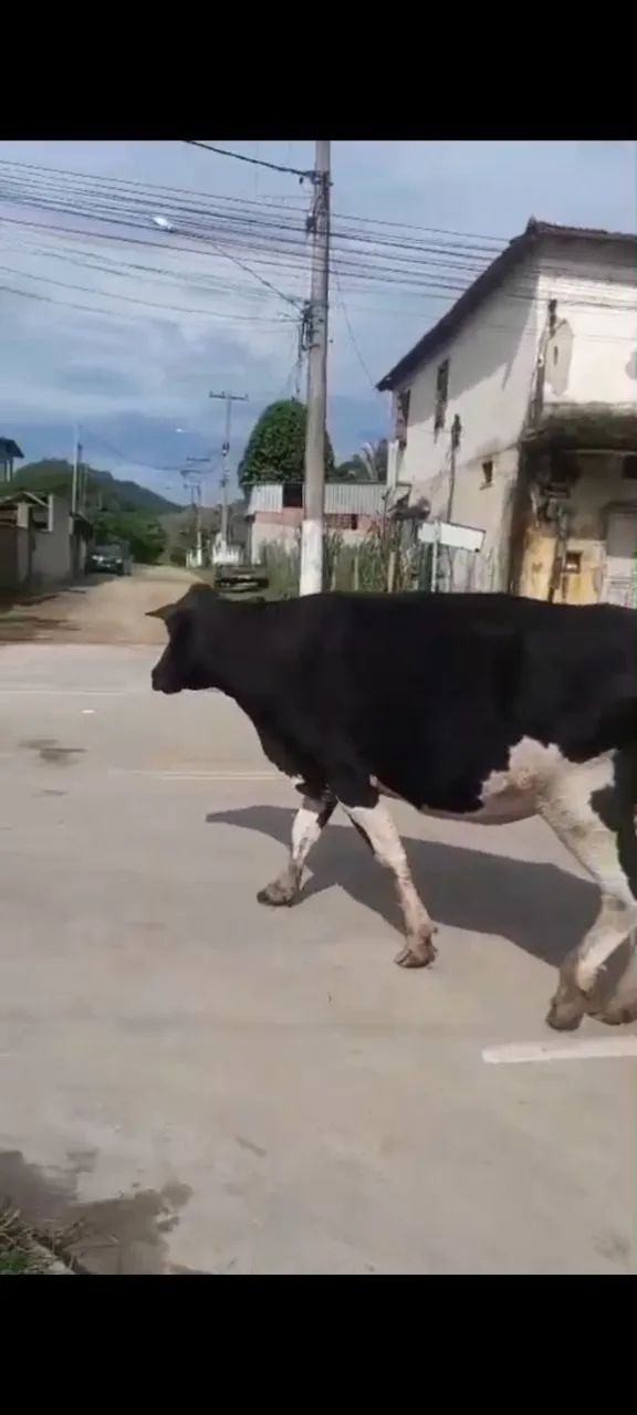 Vendo vaca girolanda prenha - Foto 3