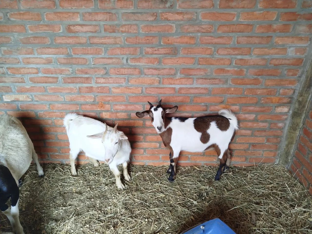 Mini cabra mini bode mini cabrito - Foto 2