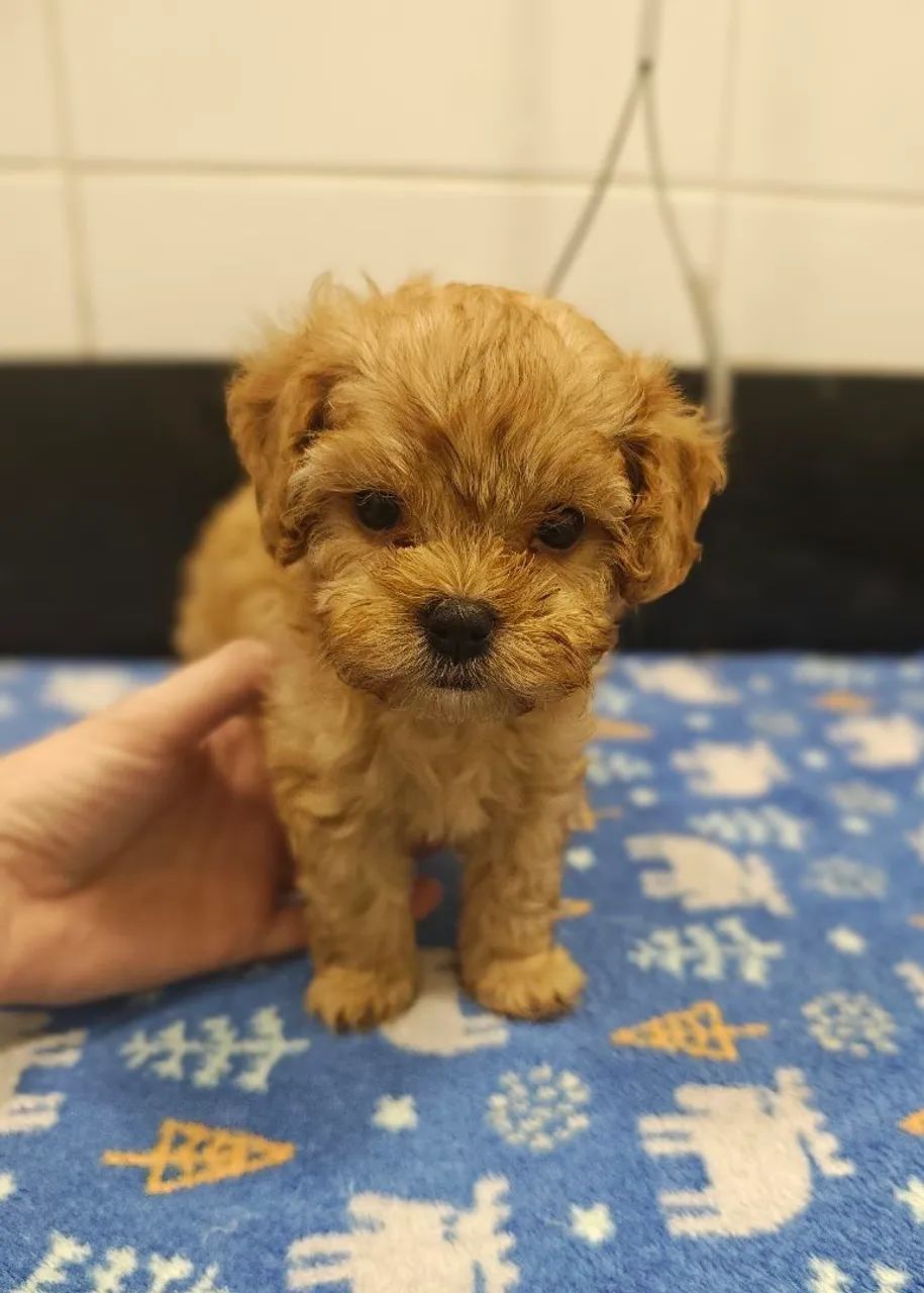 Lindos filhotes de Cavapoo machos na cor Creme  - Foto 5