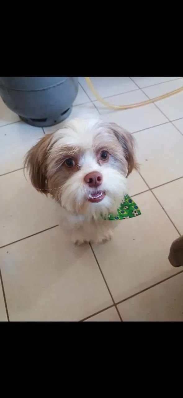 Vendo lhasa apso