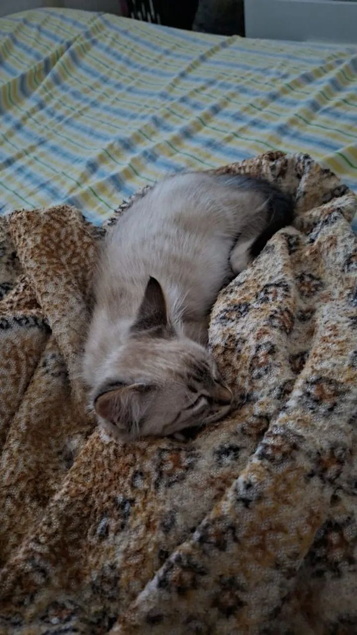 Gato ragdoll macho filhote  - Foto 2
