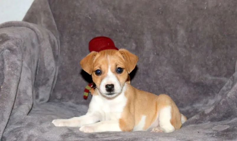 Jack Russell Terrier,Jack Russell Terrier Filhote Disponível Alta Qualidade
