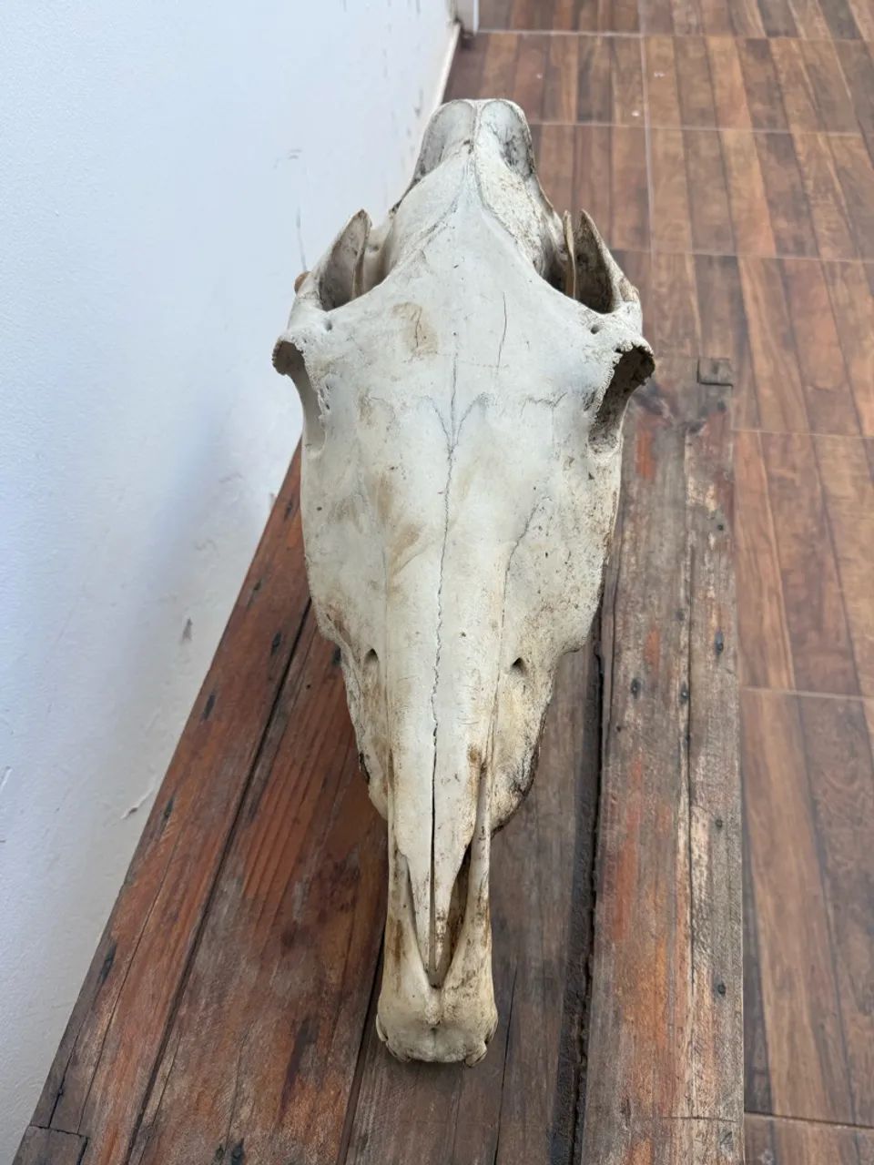 Troféu antigo crânio de cavalo 