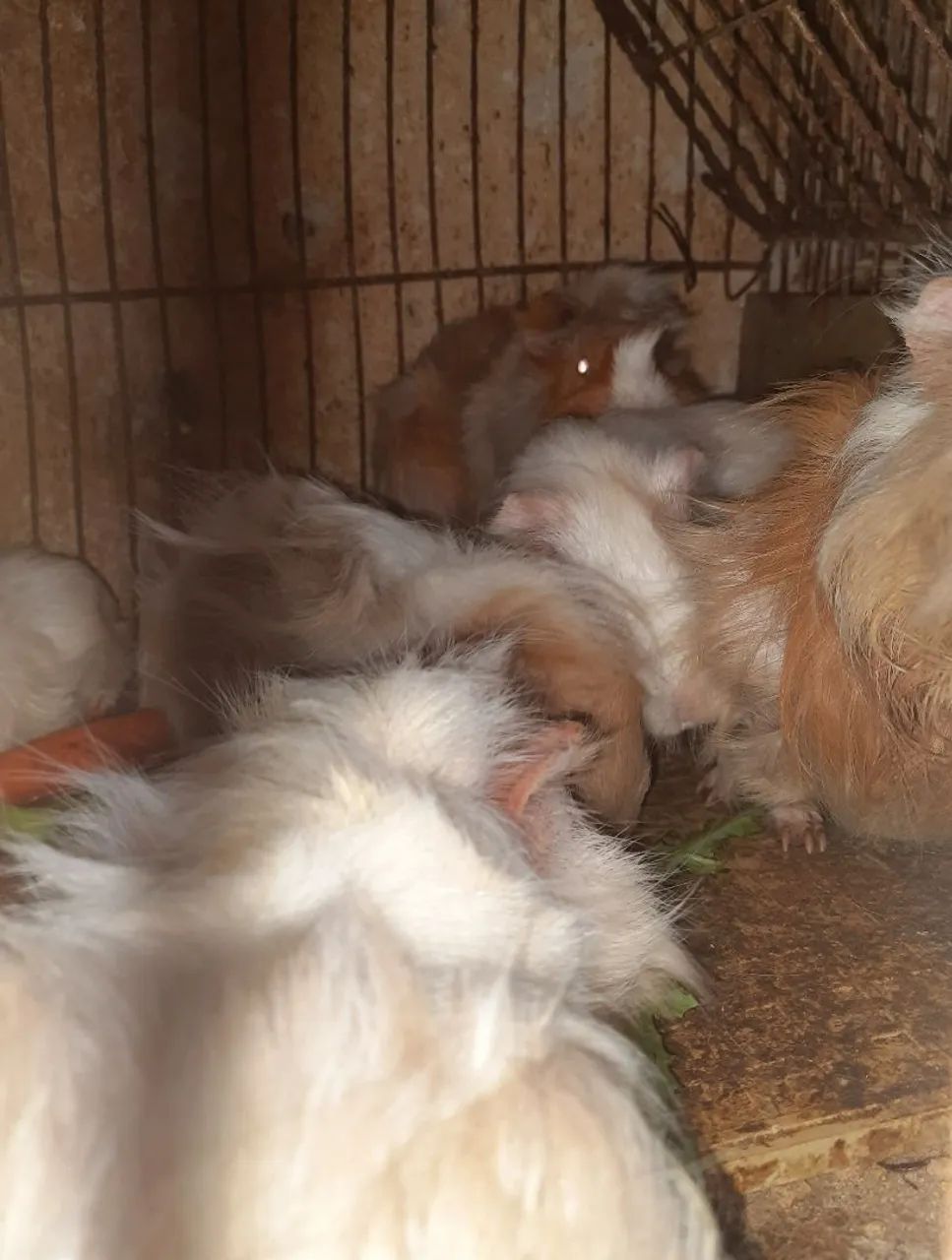 Vendo porquinho da Índia  - Foto 3