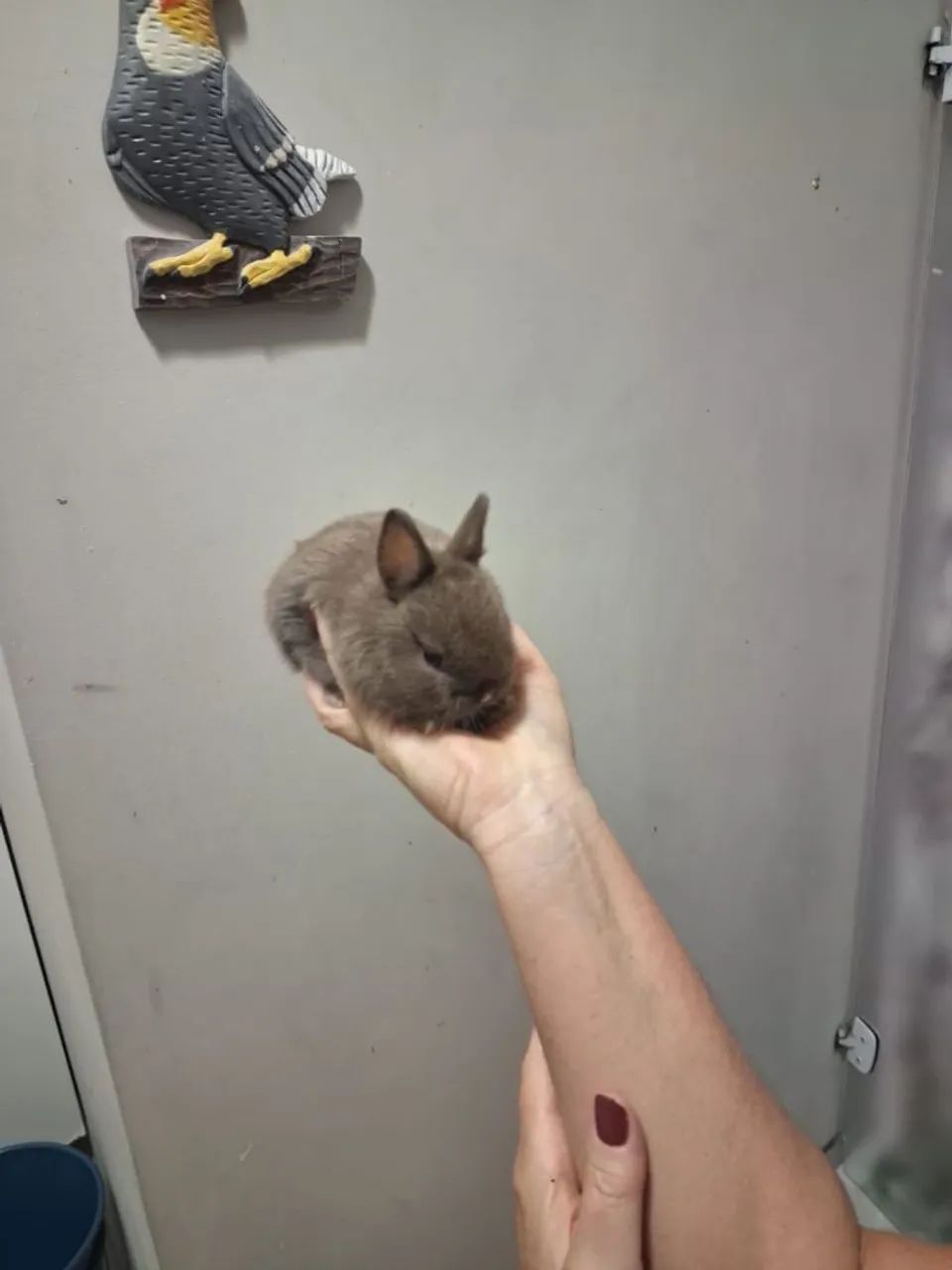 Coelho Mini ANÃO - Foto 3