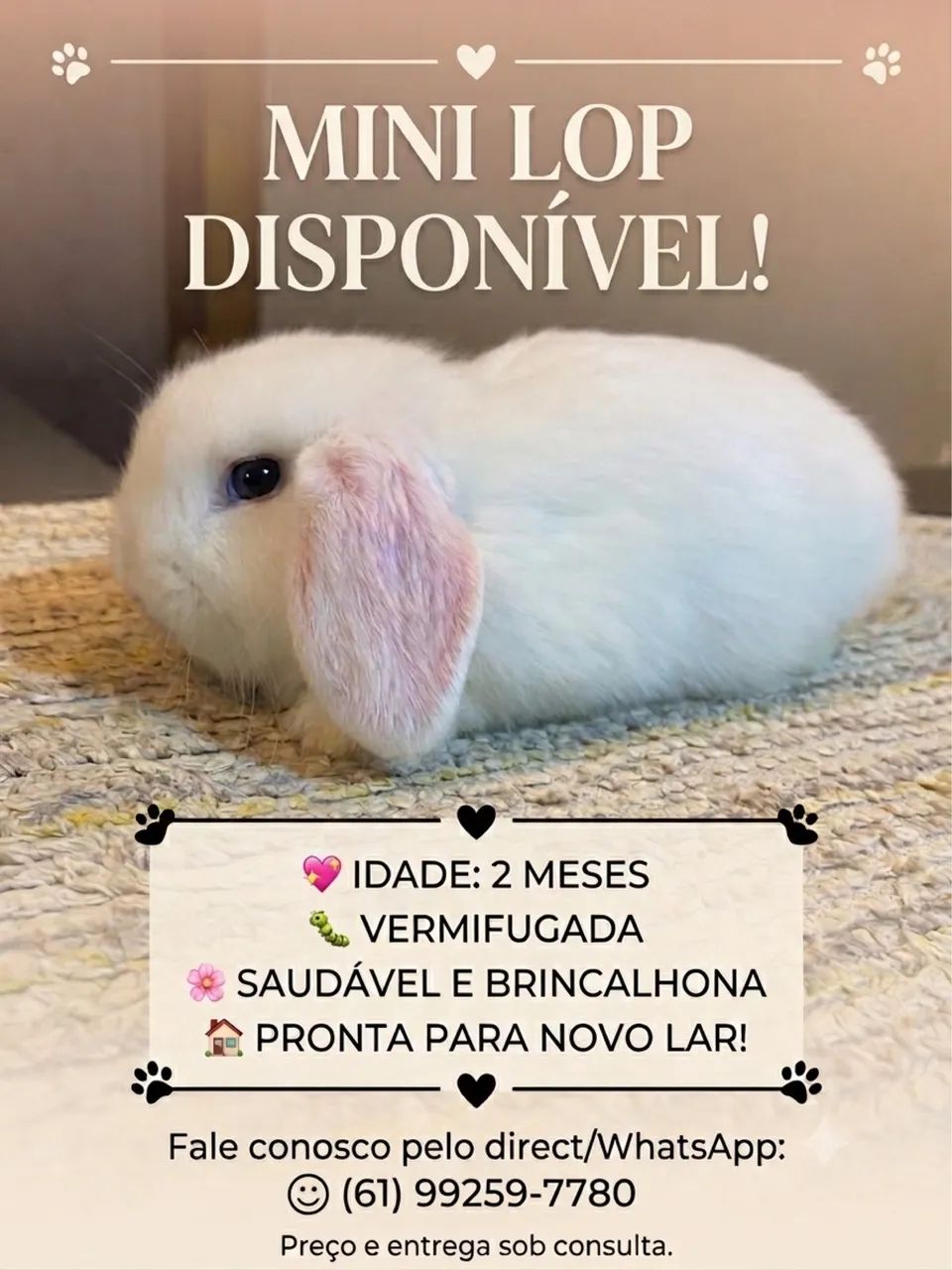 Coelha Mini Lop