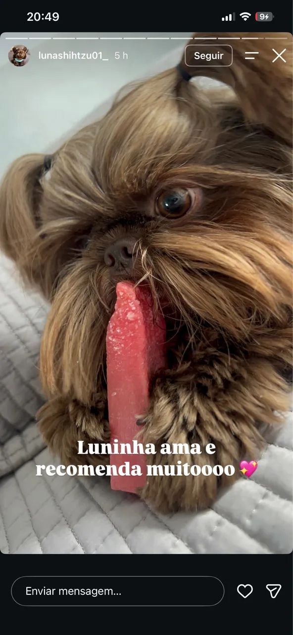 Cachorro shitzu