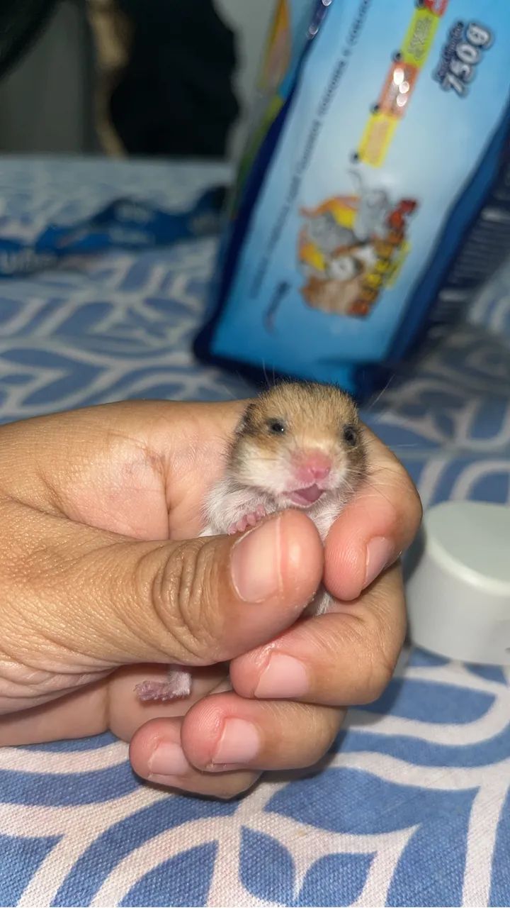 Filhote de Hamster Anão Russo