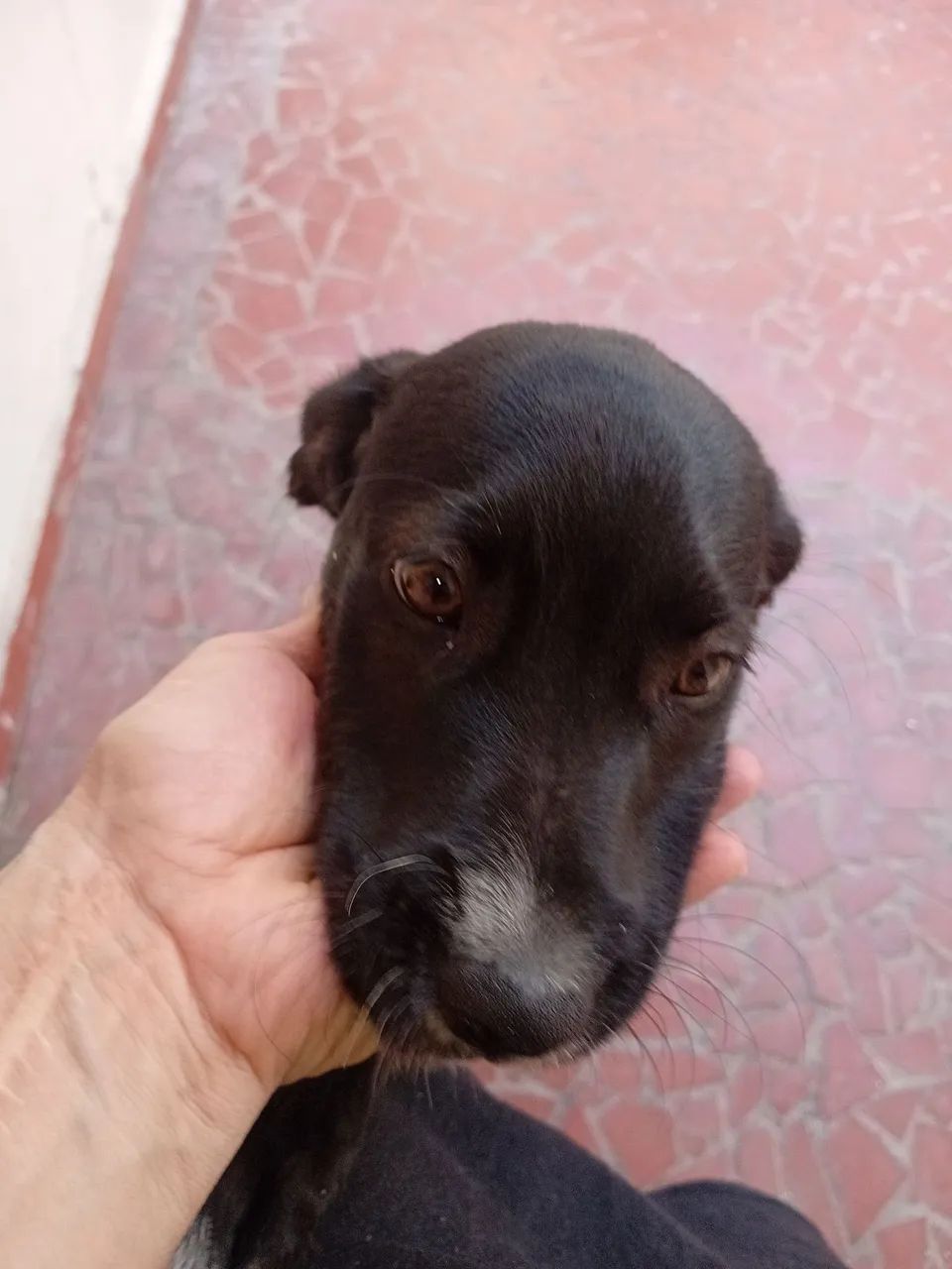Cachorrinha para doação responsável  - Foto 3