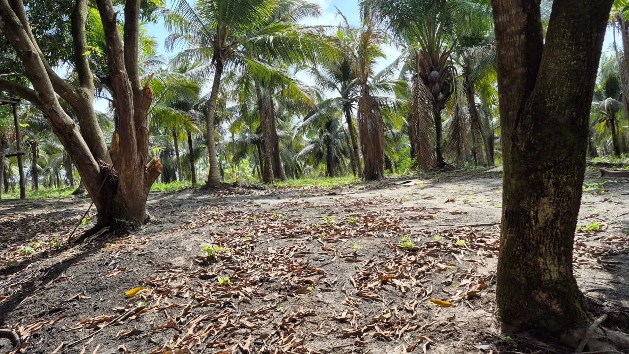 Sitio  Marapanim ( Beira Pista )  - Foto 4
