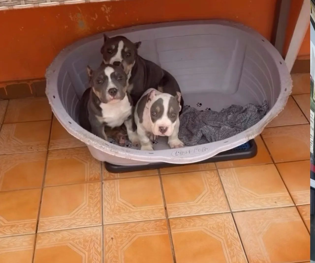 American bully 