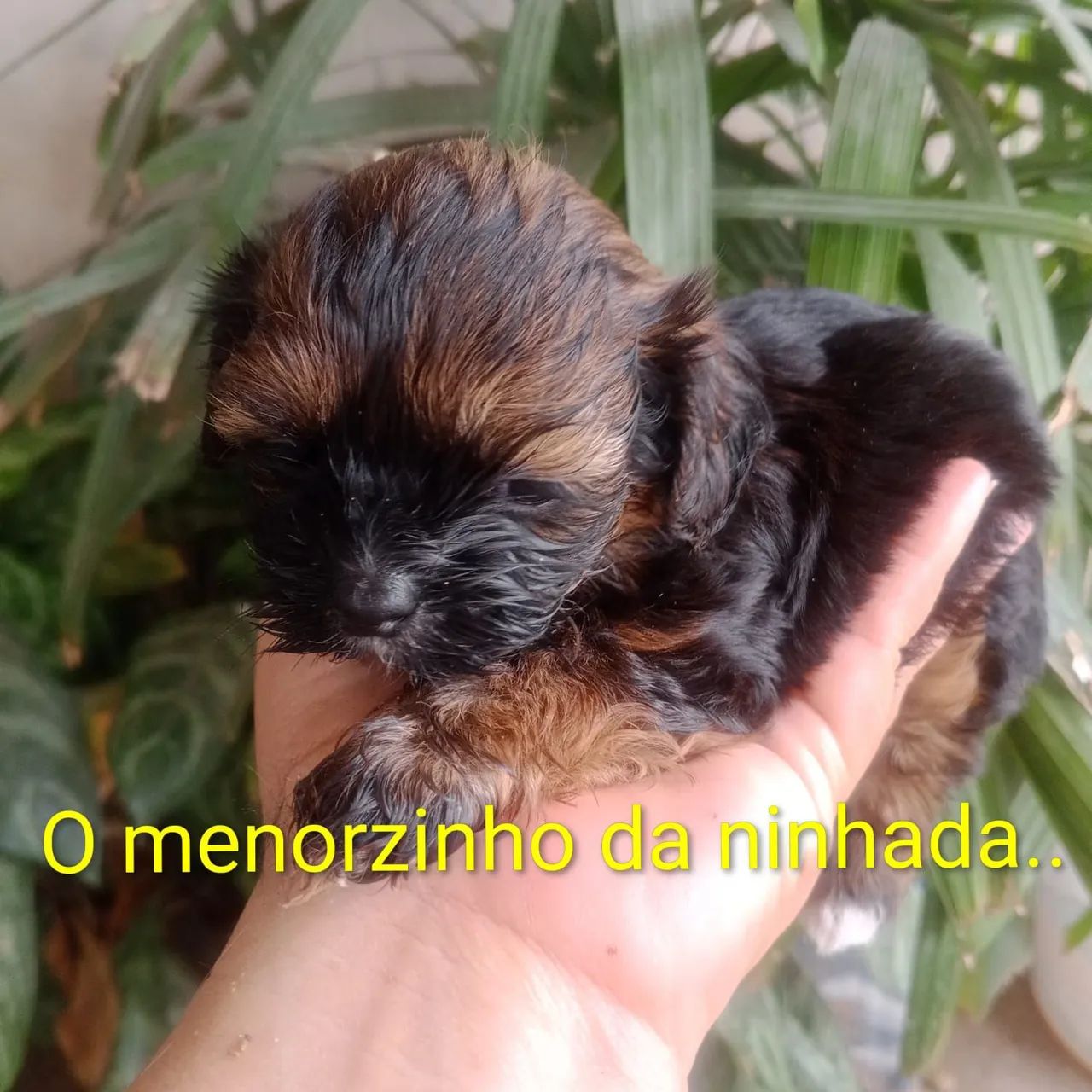 Cachorros - Foto 2