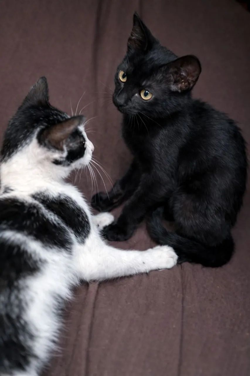 Doação De Gatinhos - Foto 3