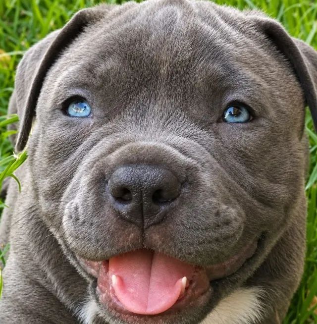 FILHOTES DE AMERICAN BULLY  - Foto 5
