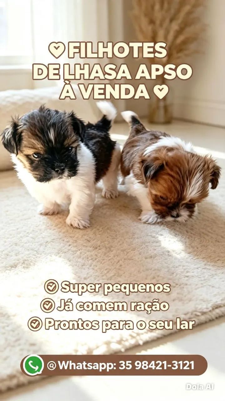 Lhasa apso - Foto 2