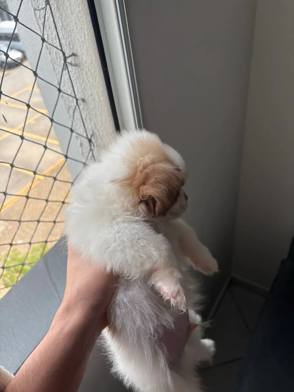 Shih-Tzu puro  - Foto 5