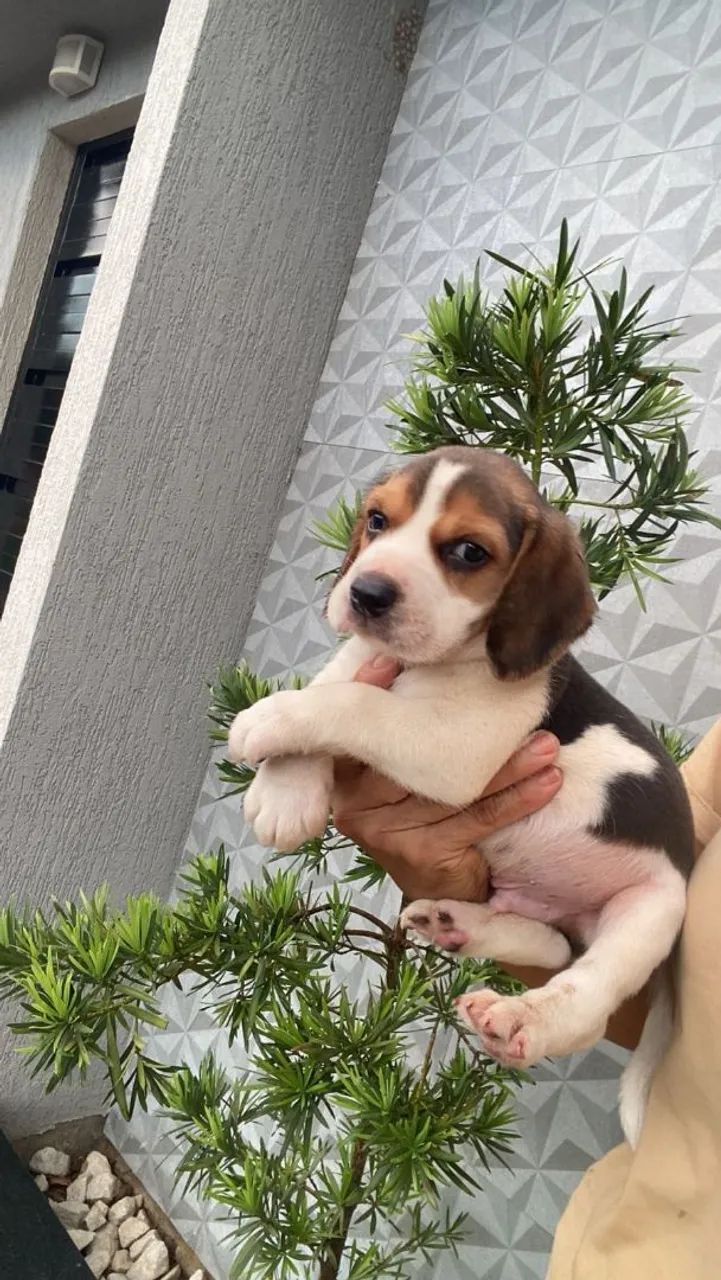 Vendo um lindo filhotinho de beagle 