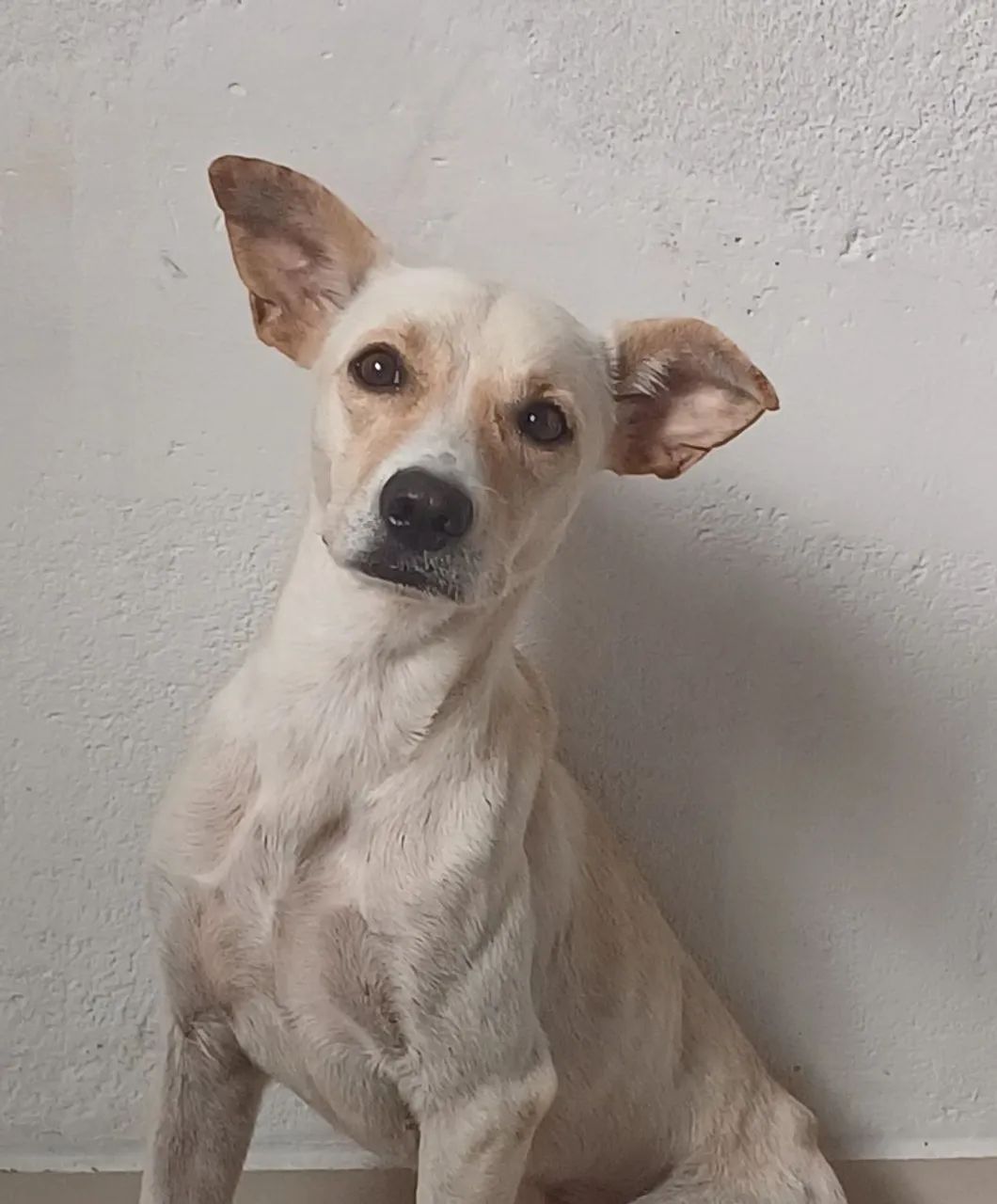 Cachorros