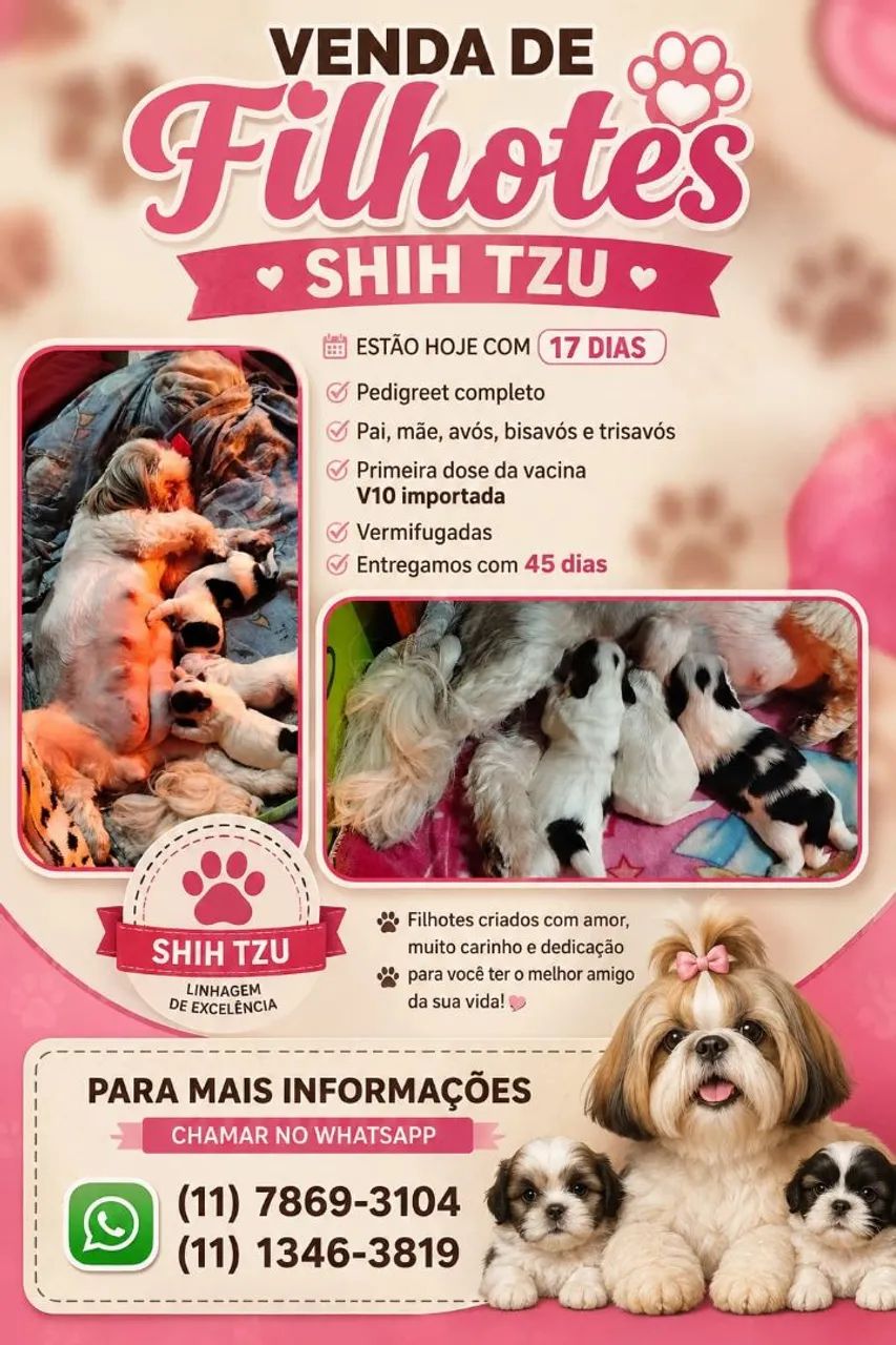 Filhotes de shitzu 