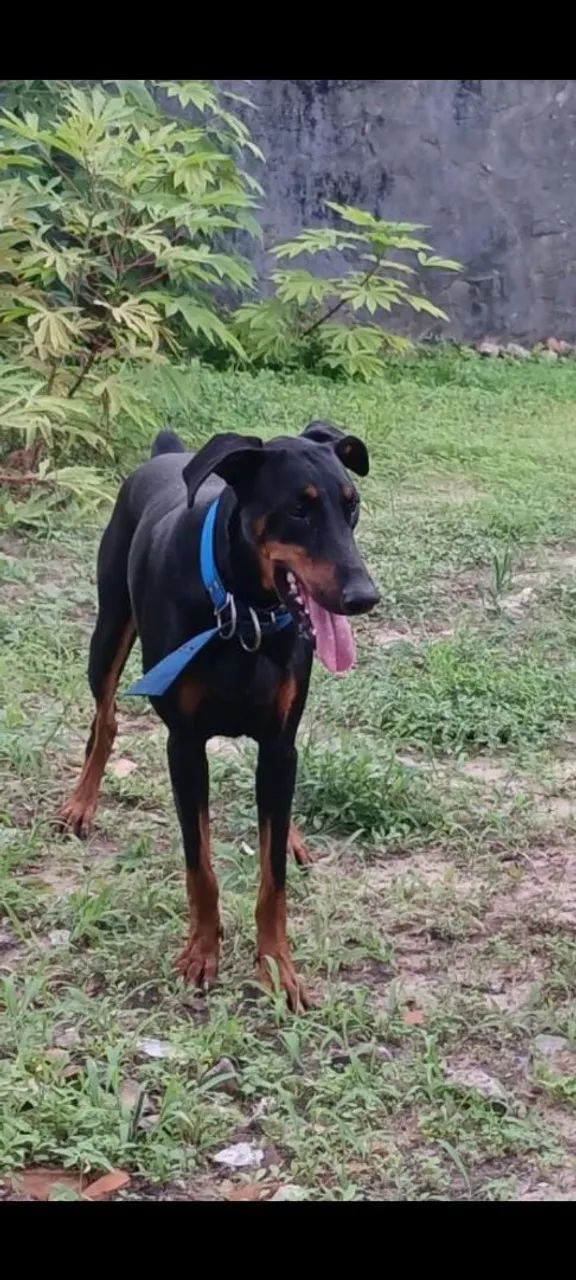 Filhotes de doberman  - Foto 4
