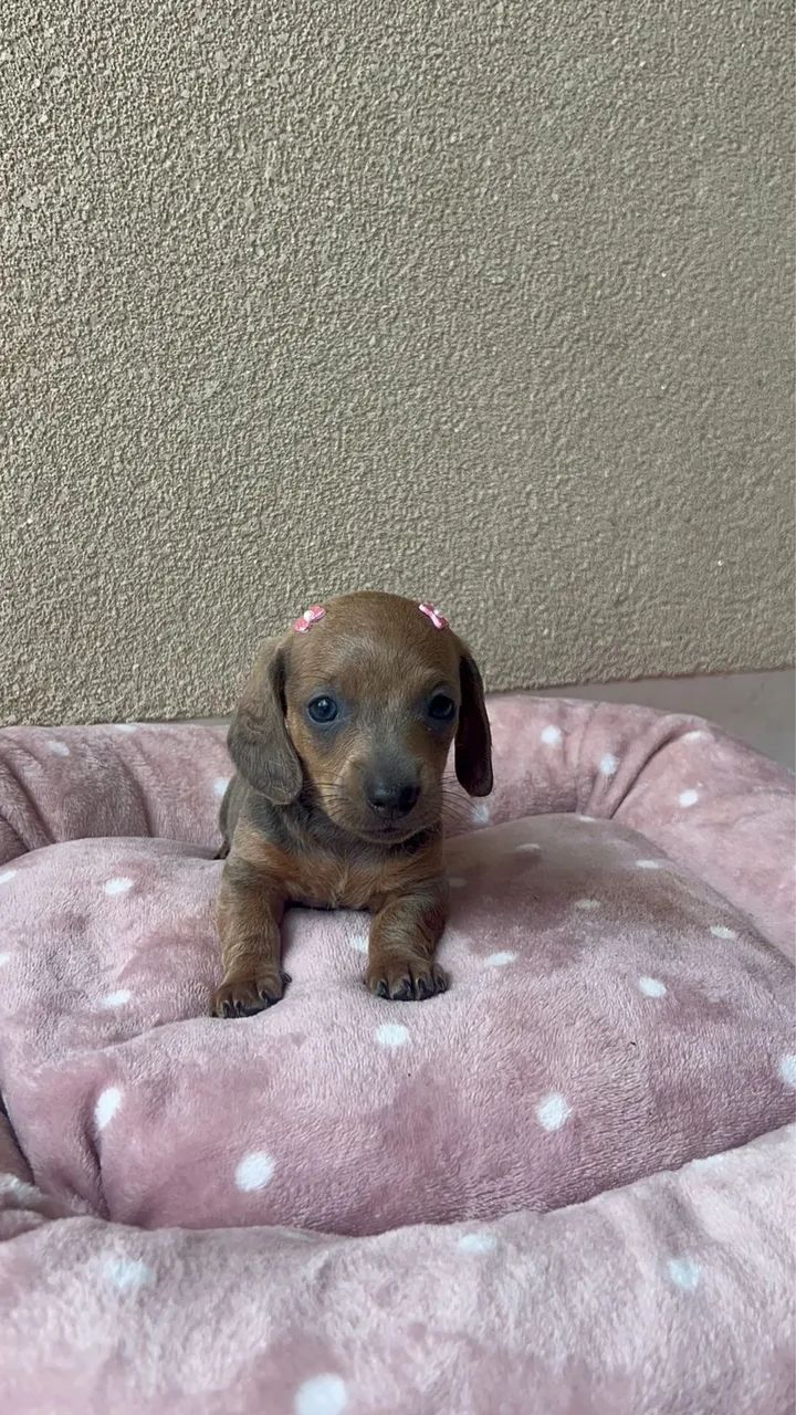 Dachshund kaninchen e mini  - Foto 5