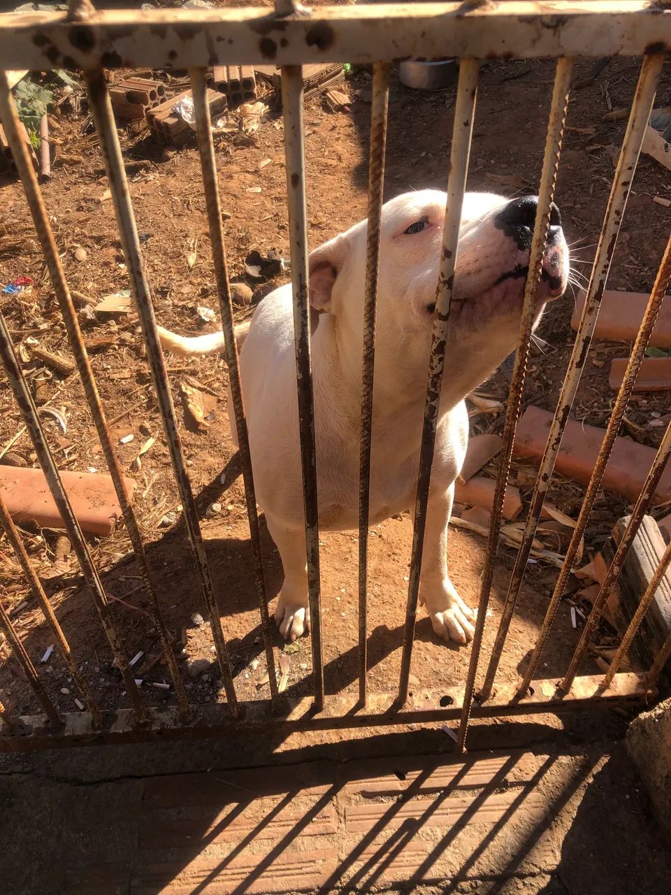 Pitbull 6 meses dócil 350 reais  - Foto 2
