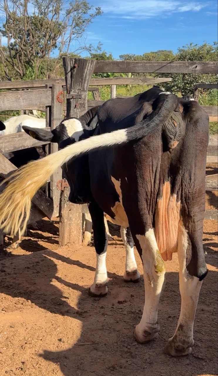 Vacas leiteiras - Foto 4