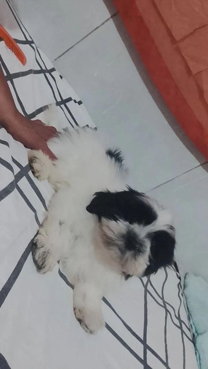 Anuncia cachorro 