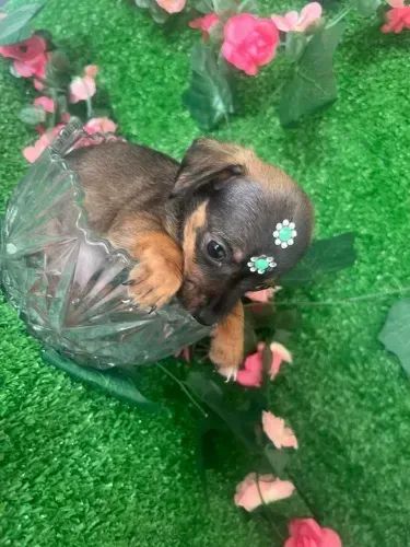 salsichinha x pinscher  - Foto 3