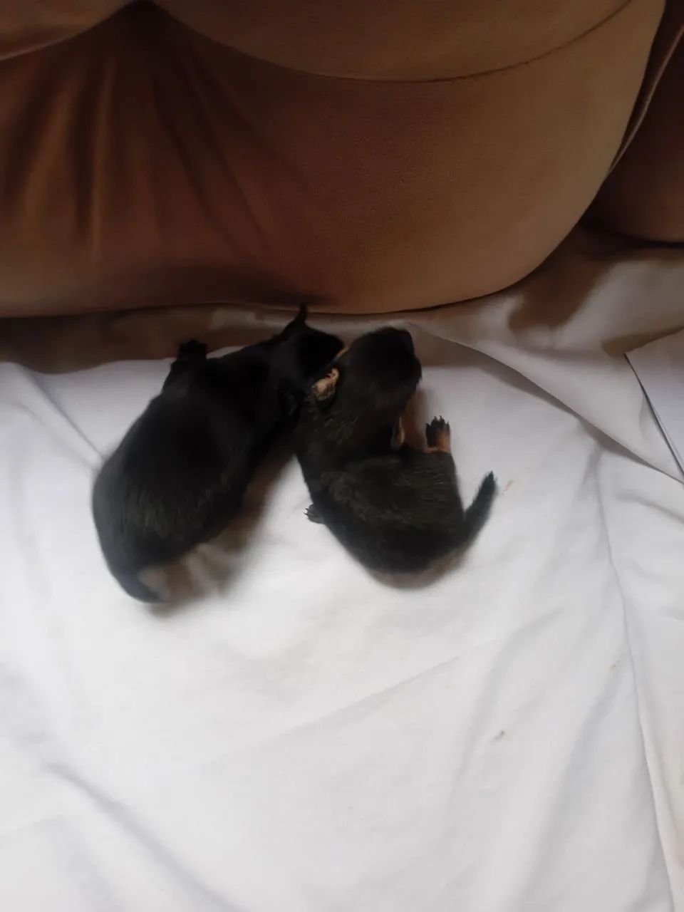 pinscher  com lulu, *