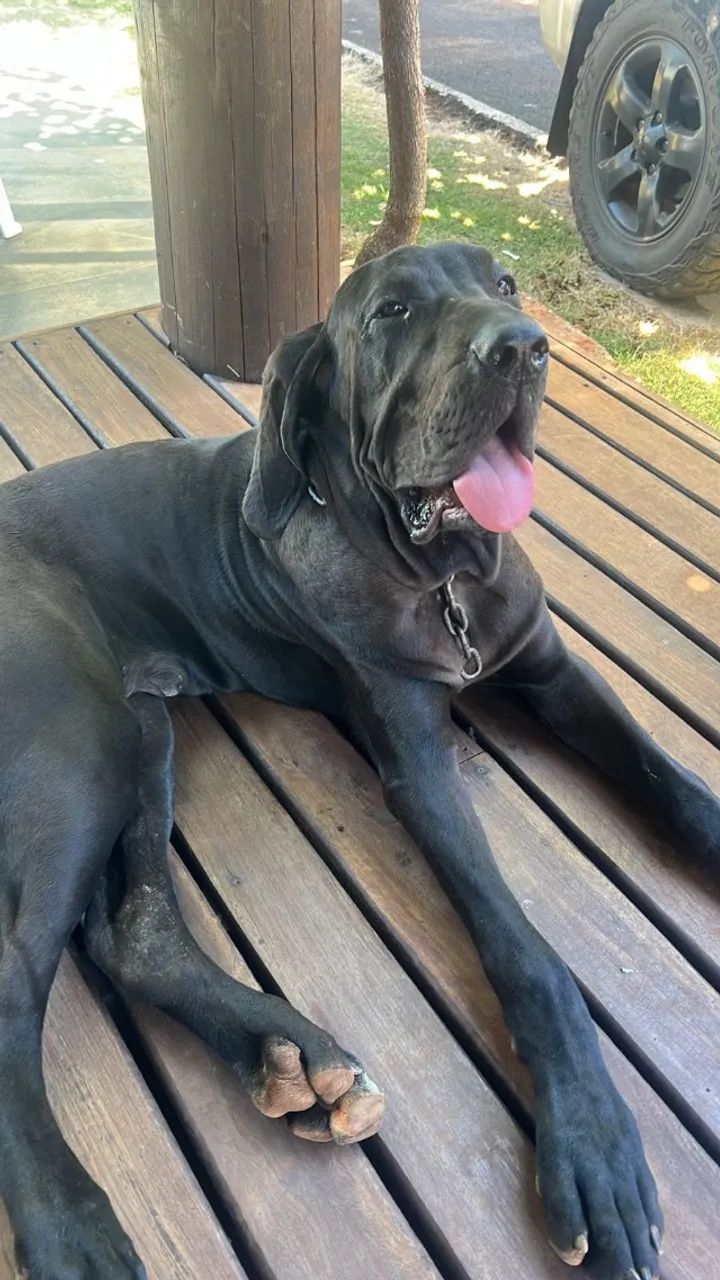 fila brasileiro - Foto 5