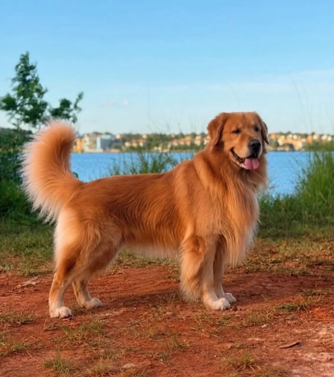 Golden Retriever - Foto 4