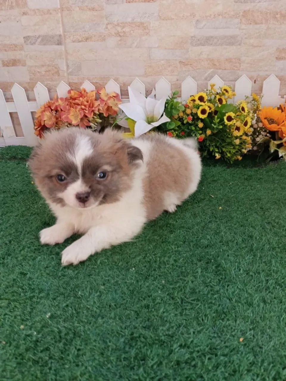 Chihuahua  - Foto 5