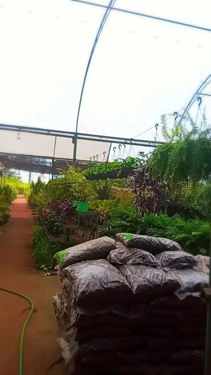 viveiro e floricultura - Foto 4