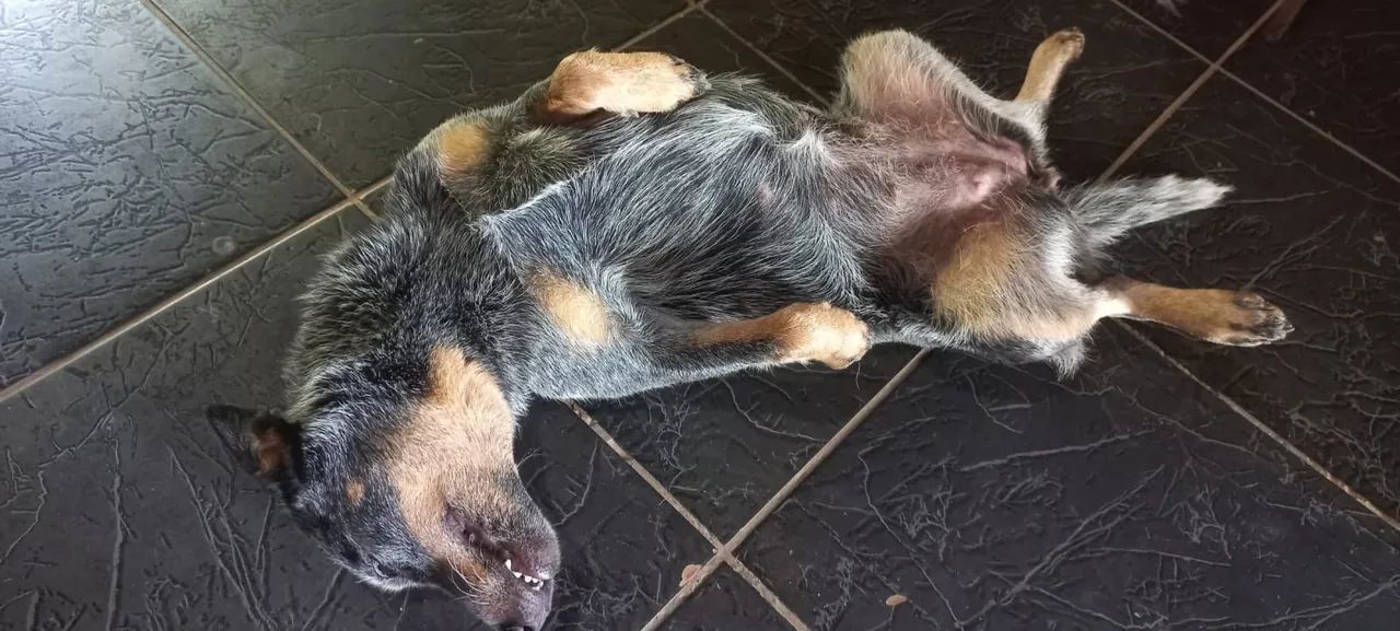 DOAÇÃO estou indo embora não posso levar  - Foto 2