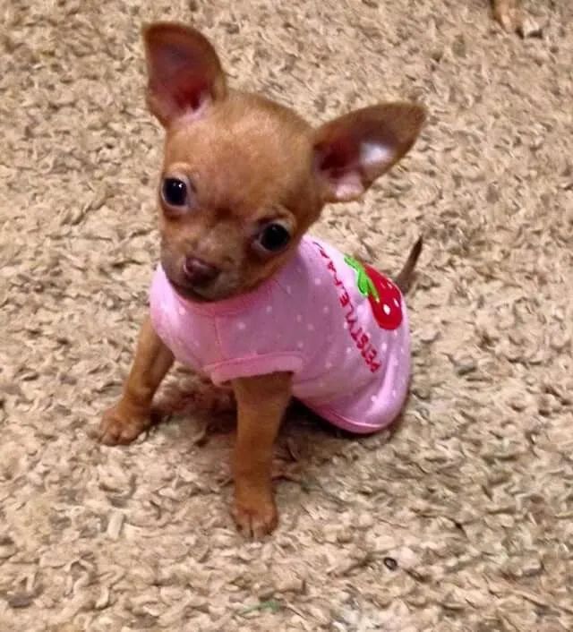 Pinscher  - Foto 2
